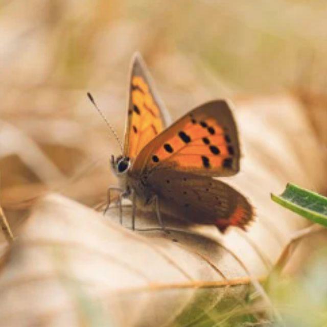 昆虫演化真的符合进化论吗？