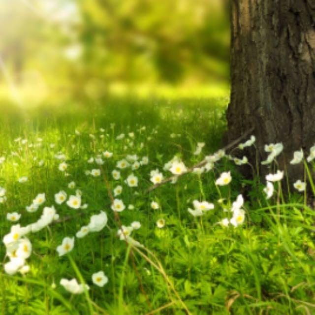 生石灰、熟石灰、消石灰、石灰石、石灰乳、石灰水、碱石灰 都有什么区别？