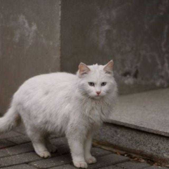 猫把自己的主人抓伤了，会有愧疚感吗？