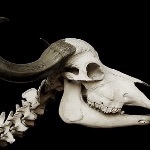 生物骨骼为什么不是铜铁这类金属？