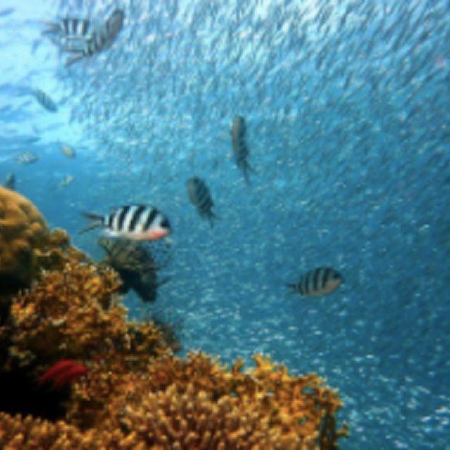 如果羊膜动物和两栖动物全部灭绝，鱼类还可能重新登陆吗?