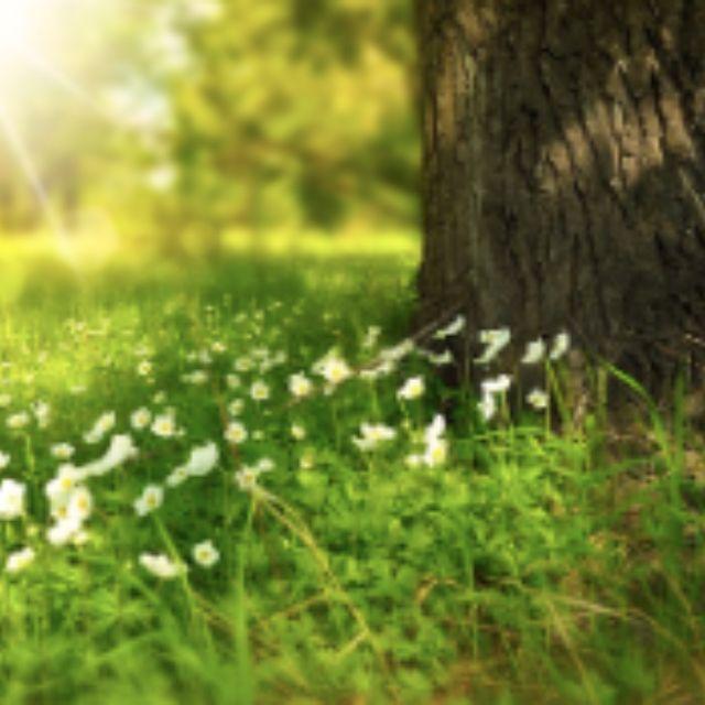 有哪些名字不好听，却很美的植物？