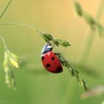 日常生活中常见但不知名的昆虫有哪些？