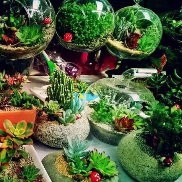 花卉市场的花开得很艳，为什么买回来却很难养活？