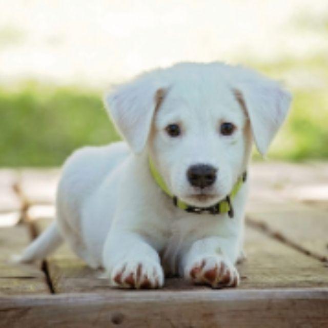 为什么英文中「狗 dog」和「小狗 puppy」差别那么大？