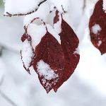 为什么快速冷冻能够保持食品的营养？而慢速冷冻则会破坏食品的营养？