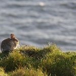 动物界、植物界有癌症吗？