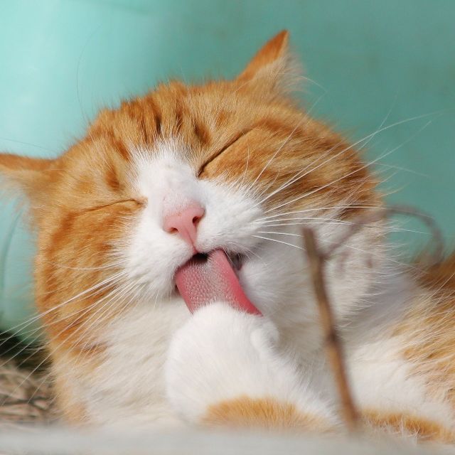 瞎扯 · 如何正确地吐槽