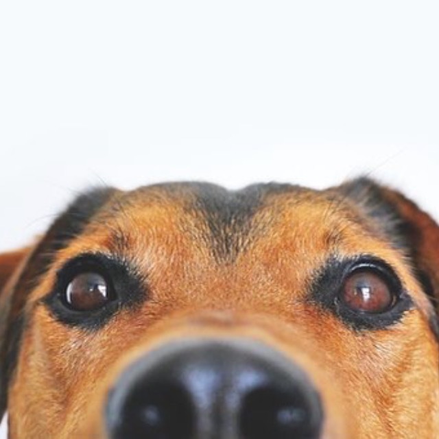 为什么陆地上常见的动物都是两个鼻孔？