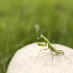 中国的物种入侵到国外的例子有哪些？