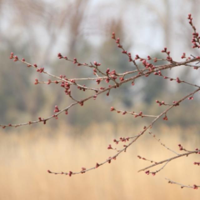 中国园林和日本园林有哪些异同？