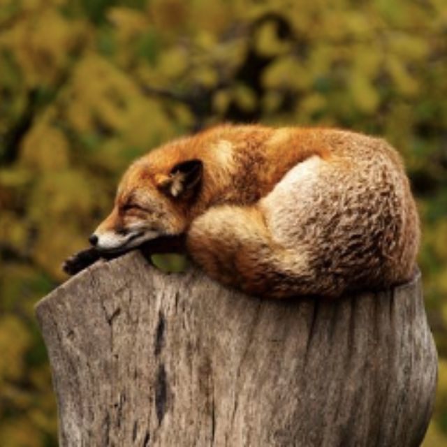 恐龙生活的时代，有没有其他一些物种存在？