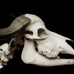 生物骨骼为什么不是铜铁这类金属？