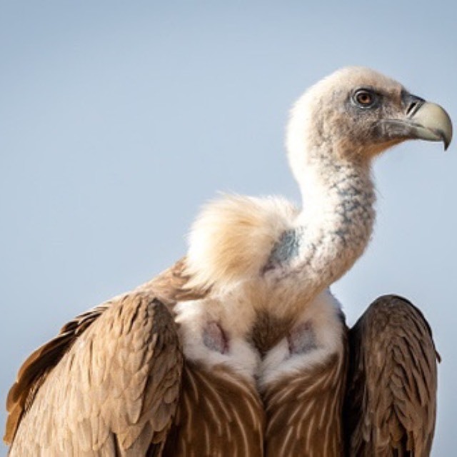 秃鹫吃腐肉会消化不良吗？