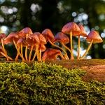 蘑菇是什么时候出现的？有蘑菇化石留存吗？