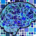 神经科学家发现了小脑的哪些新功能？