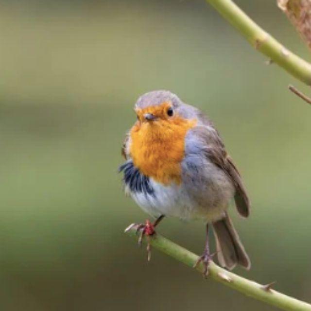 为何故宫上空有鸟飞，屋顶却干净如新没有鸟粪？