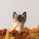 瞎扯 · 如何正确地吐槽