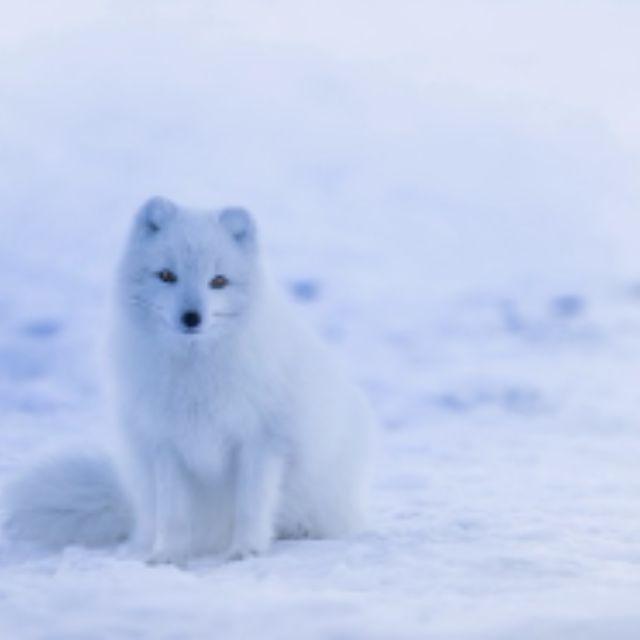 有哪些长的很像但是血缘关系很远的动物？