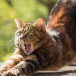 人静止提着物体不做功，那为什么会感到累？