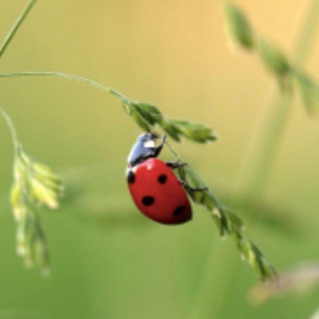 日常生活中常见但不知名的昆虫有哪些？