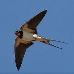 燕子为何会选择在人类屋檐下搭窝？