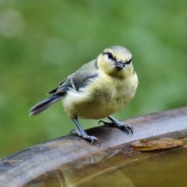 动物有语言吗？为什么人类无法翻译动物的声音信息？