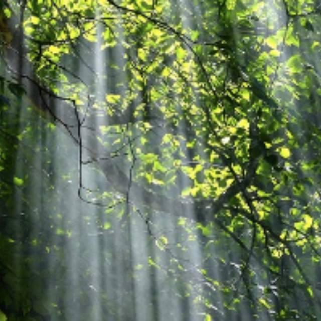 植物登上陆地之前陆地上是怎样的景观？