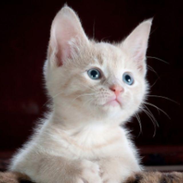 为什么猫不喜欢和狗玩？但狗却总喜欢粘着猫？