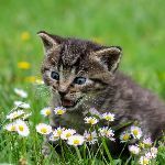 主人没饭吃，猫猫真的会抓鱼报恩吗？