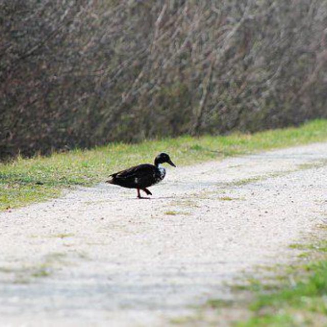 为什么鸟走路的时候边走边点头?