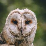 有没有动物长得人畜无害的其实杀伤力爆表？