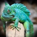 如果九尾狐真的存在，它的尾巴骨骼构造可能会是什么样子？