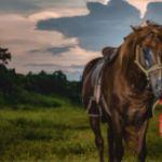 西夏到底是个什么王朝啊？