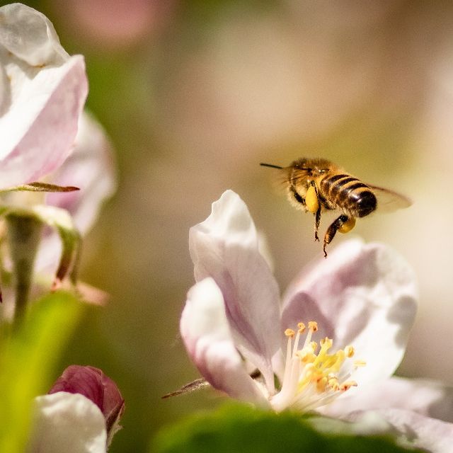 蜜蜂在分家时，几万只蜜蜂在空中以很快的速度飞来飞去，为什么不会发生碰撞呢？