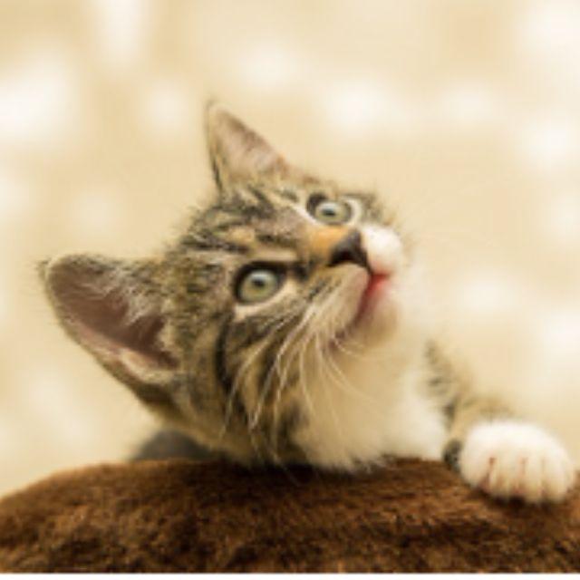 老鼠怕猫究竟是脱氧核糖核酸（DNA）的遗传，还是面对比自身更庞大生物的恐惧？