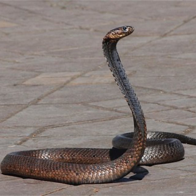 为什么蛇要把腿进化掉,用肚子行走?