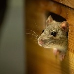 科学家为什么总是喜欢用小白鼠做实验？