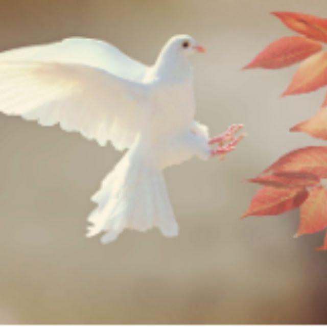 信鸽传信原理是什么？