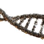 刻在人类基因中里的禁令有哪些？