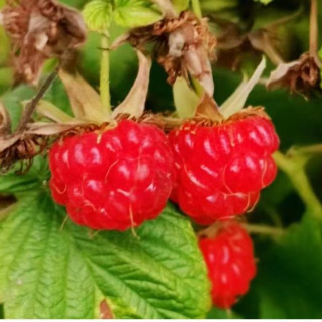 想给孩子自己小时候夏天的感觉，体验一下「很久以前」的童年，可以怎样做？