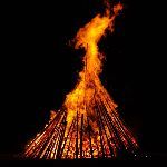 没有人类，哪些物种将会灭绝？