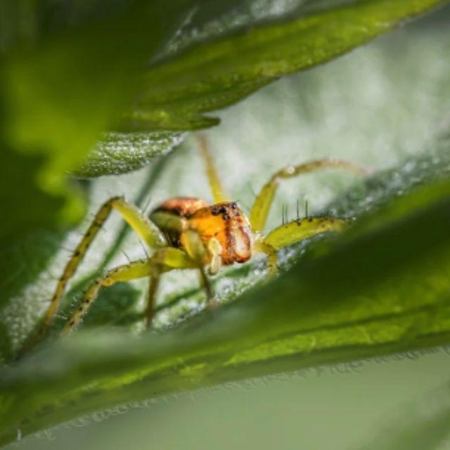 为什么昆虫都长得很敷衍？