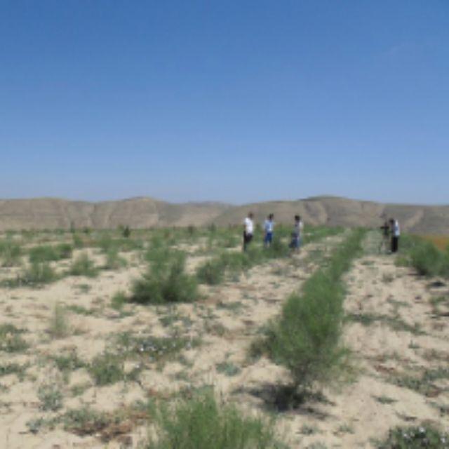 黄土高原有可能恢复成森林吗?沙漠会变成绿洲吗?