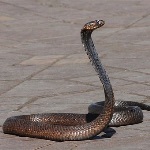 为什么蛇要把腿进化掉，用肚子行走？