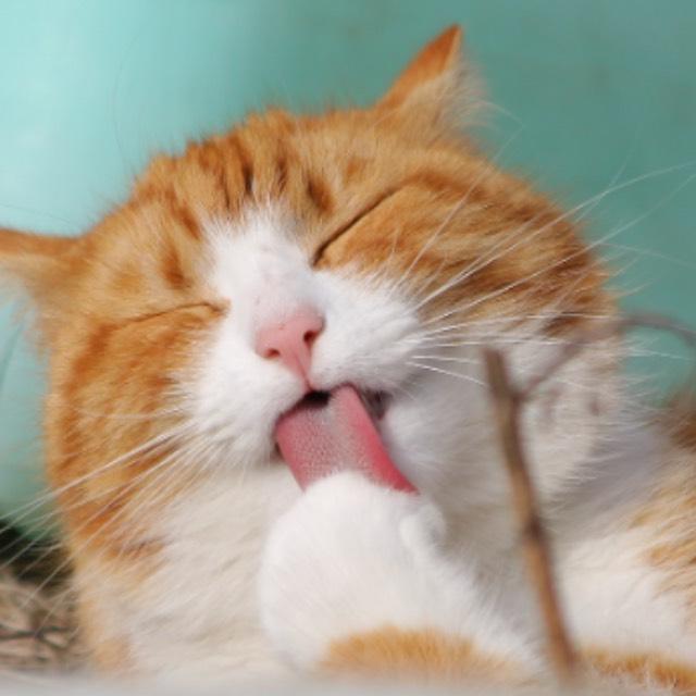 猫发出咕噜咕噜的声音一定是舒服吗，为什么？