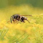 世界上有哪些剧毒的昆虫？被它们咬伤会有什么后果？