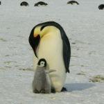 抱团取暖的企鹅最外层会被冻死吗？