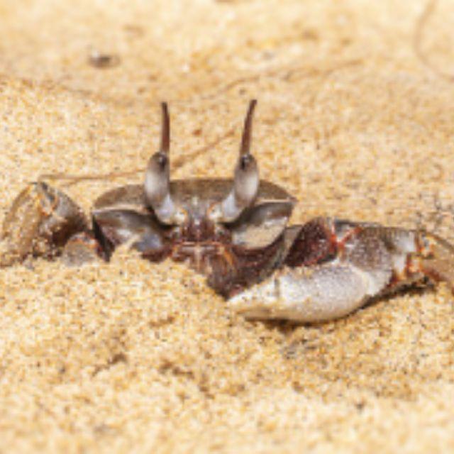 有没有哪两个物种外表非常相似，但进化路径完全不同？