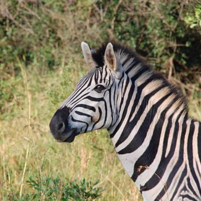 斑马也是马,为什么没人骑?